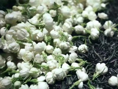 喝茶治口臭嗎，什么茶治口臭好？