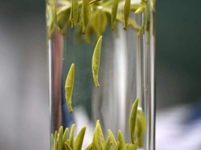 茶葉的專業(yè)知識，關(guān)于茶的基本知識大全