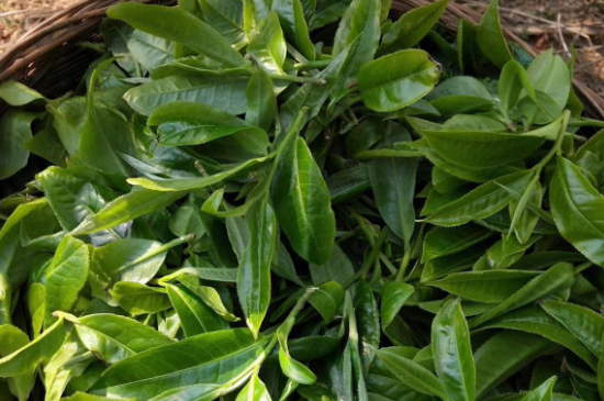 最耐泡的茶葉排名，什么茶葉經(jīng)久耐泡？