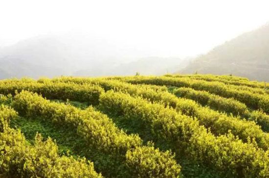 黃金茶的功效及禁忌癥，黃金茶有什么副作用嗎？