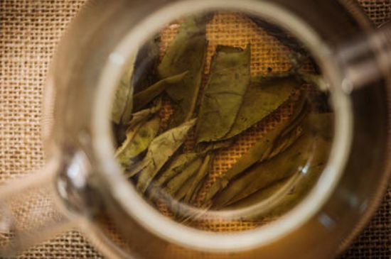 苦丁茶副作用，苦丁可以經常喝嗎？