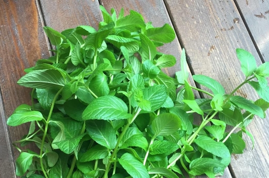 薄荷茶的功效與作用，喝薄荷茶有什么好處？