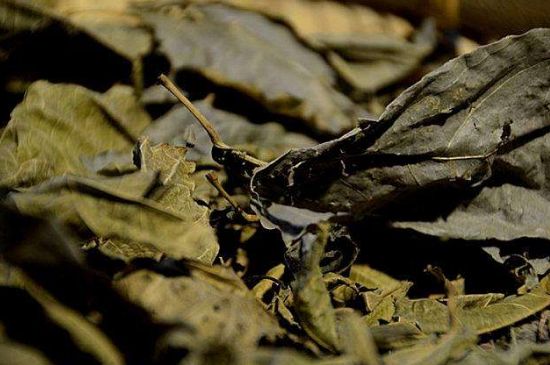 鷓鴣茶什么人不適合喝，鷓鴣茶的禁忌人群