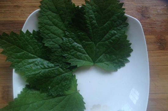 薄荷茶的功效與作用，喝薄荷茶有什么好處？