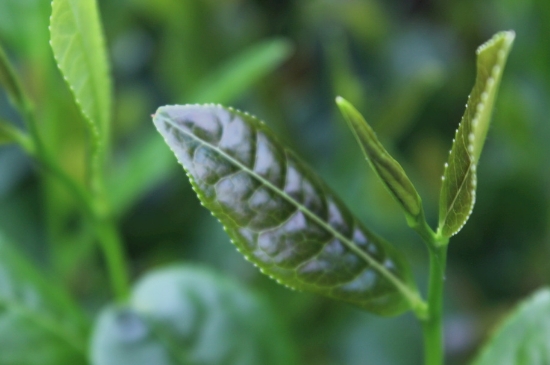 綠茶第一泡要倒掉嗎，為什么綠茶第一泡不喝？