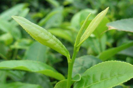 最耐泡的茶葉排名，什么茶葉經(jīng)久耐泡？