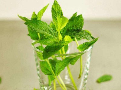 喝茶治口臭嗎，什么茶治口臭好？