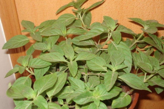 薄荷茶的功效與作用，喝薄荷茶有什么好處？
