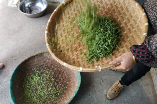 炒青茶為什么便宜，炒青綠茶好喝嗎？