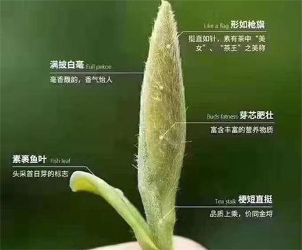 春茶季怎么辨別白毫銀針的好壞，好的白毫銀針如何選購？
