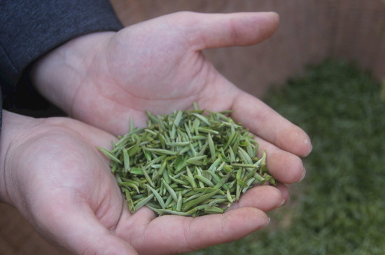 茶葉可以放冰箱嗎，茶需要放冰箱保存嗎