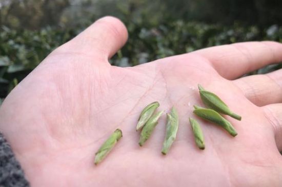 春茶季怎么辨別白毫銀針的好壞，好的白毫銀針如何選購？
