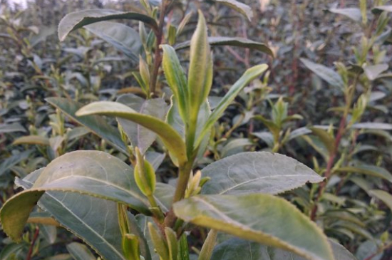 家庭如何保存碧螺春茶葉，蘇州洞庭碧螺春綠茶怎么保存？