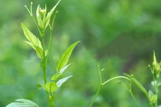 茅巖莓茶別名是什么，莓茶別名叫藤茶嗎？