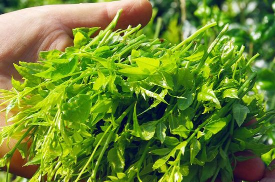 茅巖莓茶別名是什么，莓茶別名叫藤茶嗎？