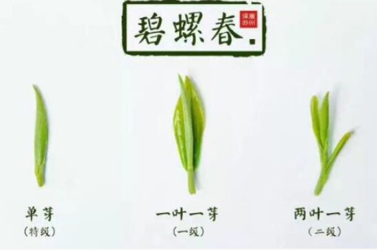真假碧螺春泡水后區(qū)別，蘇州洞庭碧螺春怎樣鑒別好壞？