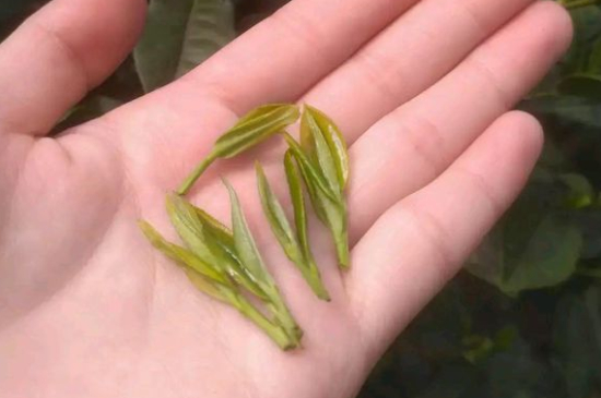 炒青茶為什么便宜，炒青綠茶好喝嗎？