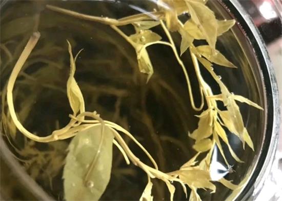 張家界茅巖莓茶與藤茶是同一種茶嗎，藤茶跟莓茶一不一樣？