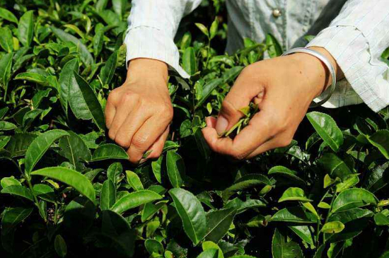 采茶的方法與步驟，如何正確采摘茶葉？