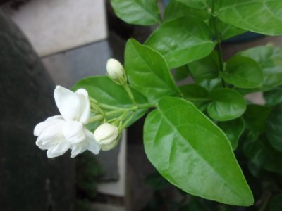茉莉和什么一起泡最好，茉莉茶有幾種搭配？