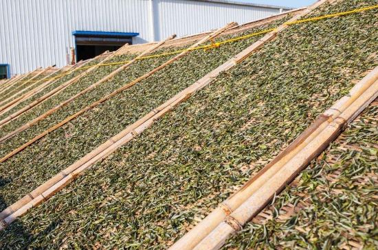武夷巖茶的初制、精制加工工藝詳細(xì)講解