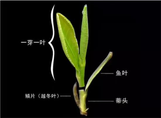 摘茶葉最快的方法，采摘茶葉怎么才能快？