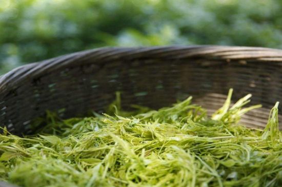 茅巖莓茶加工工藝，莓茶的工藝制作過程