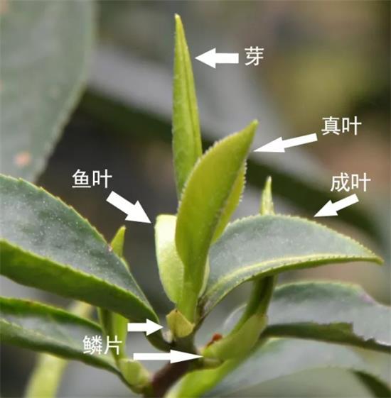 摘茶葉最快的方法，采摘茶葉怎么才能快？
