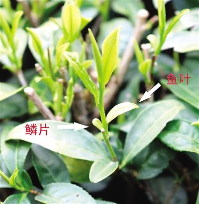 摘茶葉最快的方法，采摘茶葉怎么才能快？