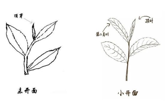 武夷巖茶的初制、精制加工工藝詳細(xì)講解