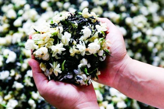茉莉花和什么在一起喝好，茉莉花喝什么茶搭配？