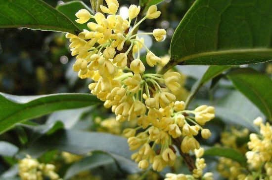 干桂花茶的制作方法，怎樣自制桂花茶？