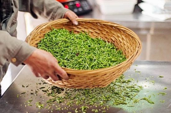 武夷巖茶的初制、精制加工工藝詳細(xì)講解