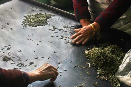 武夷巖茶的初制、精制加工工藝詳細(xì)講解