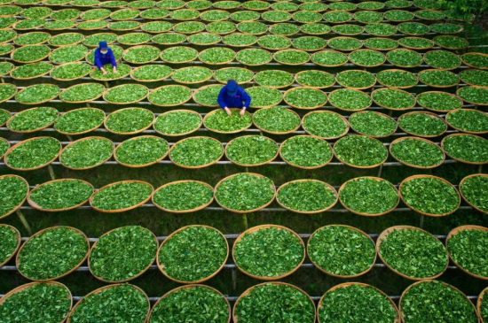綠茶加工工藝流程圖，綠茶的加工制作包含哪幾個步驟？
