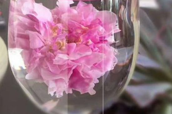 干玫瑰花泡水放幾顆，玫瑰花泡水一次放幾朵？