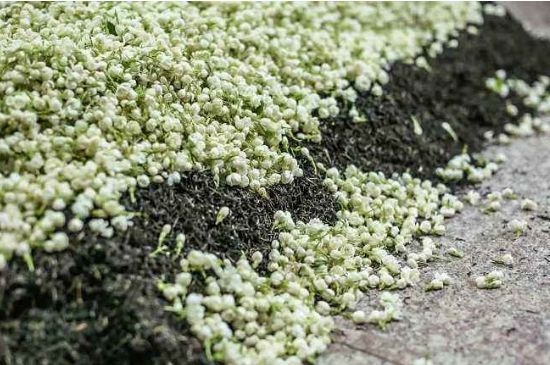 茉莉茶葉的功效與禁忌，什么人不適合喝茉莉花茶？