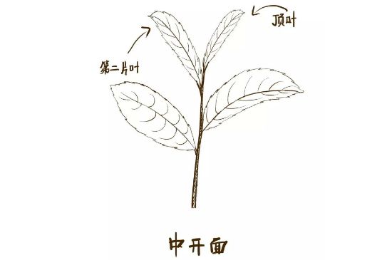 武夷巖茶的初制、精制加工工藝詳細(xì)講解