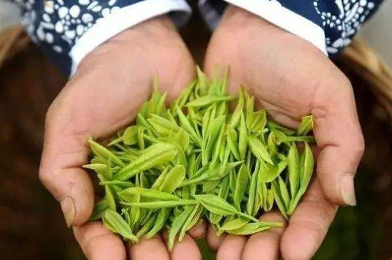摘茶葉最快的方法，采摘茶葉怎么才能快？