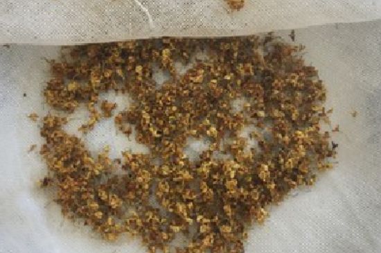 干桂花茶的制作方法，怎樣自制桂花茶？
