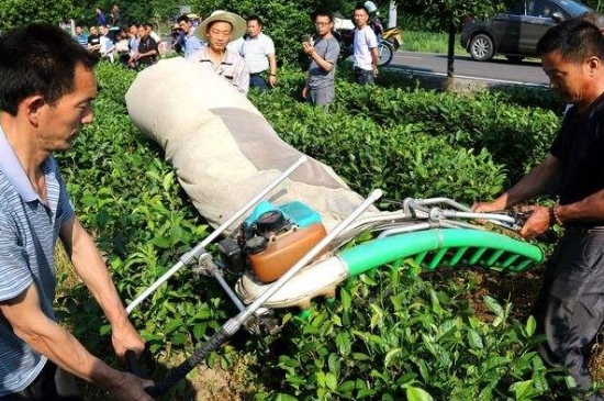 采茶的方法與步驟，如何正確采摘茶葉？