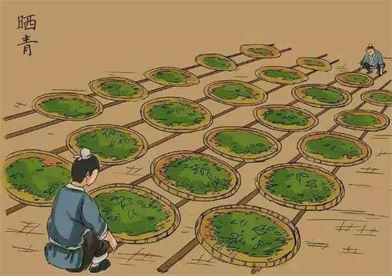 制茶八步驟，制茶工藝流程圖