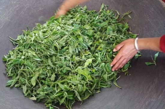 龍井茶炒茶葉怎么炒出好茶色，茶葉怎樣做出來最綠？