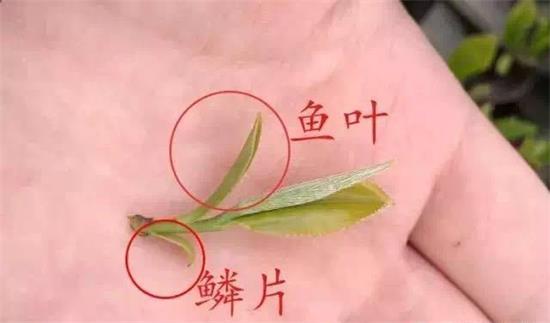 摘茶葉最快的方法，采摘茶葉怎么才能快？