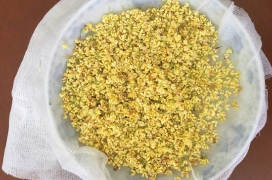干桂花茶的制作方法，怎樣自制桂花茶？