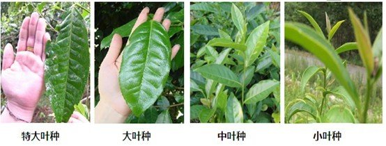 摘茶葉最快的方法，采摘茶葉怎么才能快？