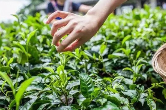 綠茶加工工藝流程圖，綠茶的加工制作包含哪幾個步驟？