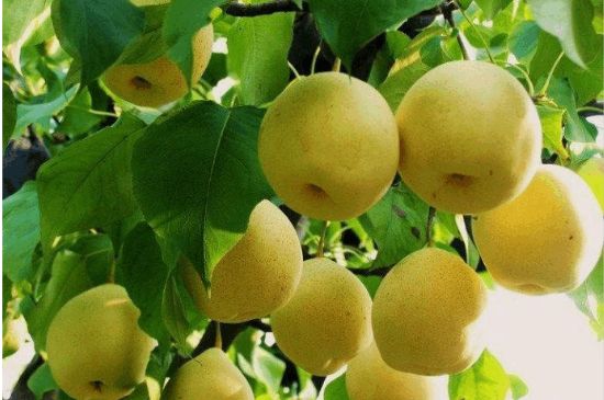 一把真正的本山綠泥壺最低多少錢，什么價格能買到本山綠泥紫砂壺？