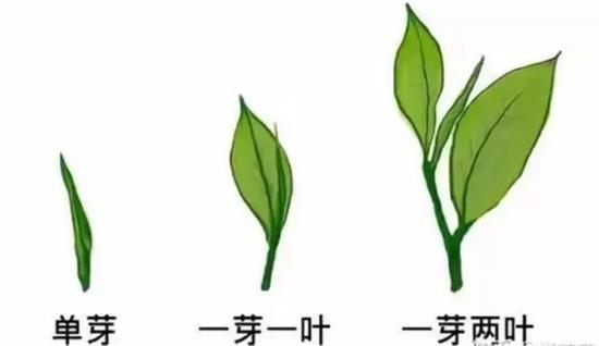 摘茶葉最快的方法，采摘茶葉怎么才能快？