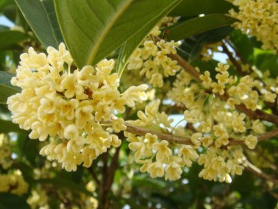 桂花泡茶禁忌，桂花泡水喝的9大禁忌